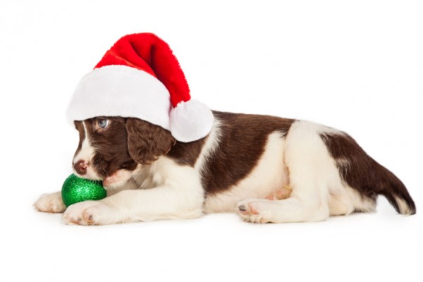 Cucciolo con cappello babbo natale che morde palla