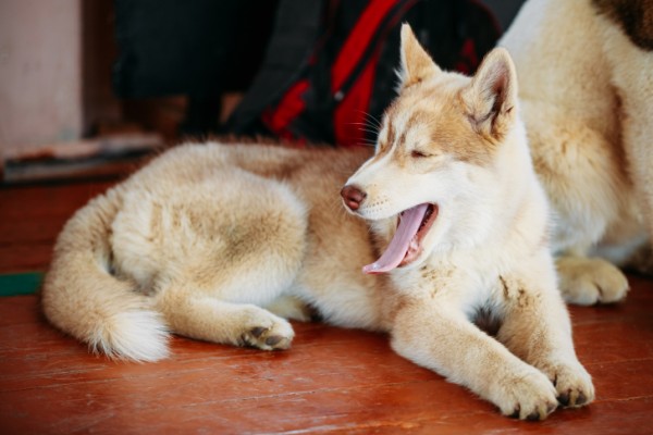 Young White And Red Husky Puppy Eskimo Dog Sitting On Floor