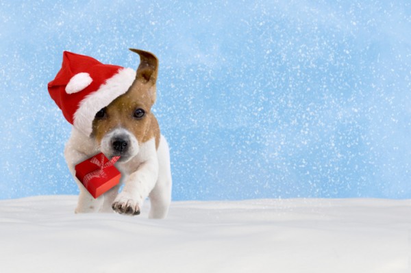 Cucciolo di jack russell natalizio corre nella neve