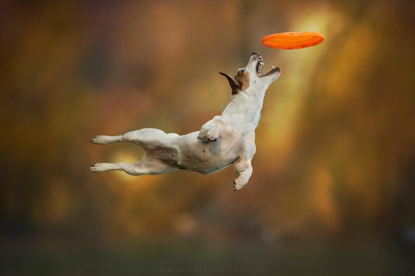 Dogs can fly