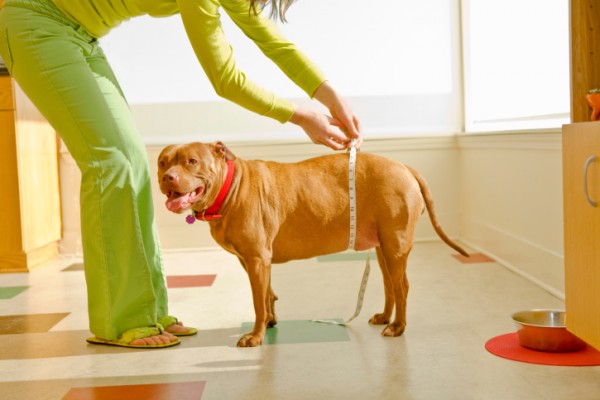 4 cose che riducono il tempo di vita del vostro cane