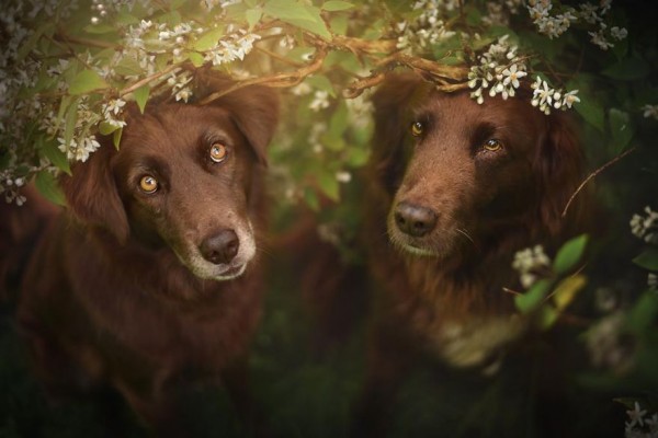 Due cani tra i fiori