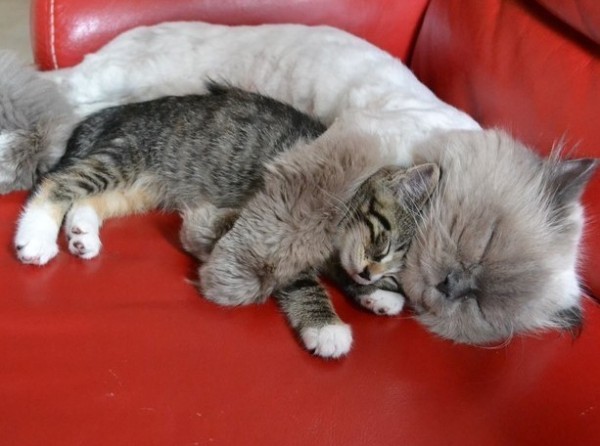 Due gatti dormono