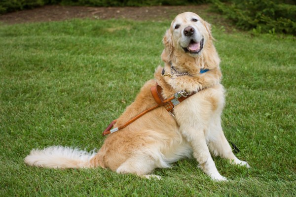 Figo, cane guida