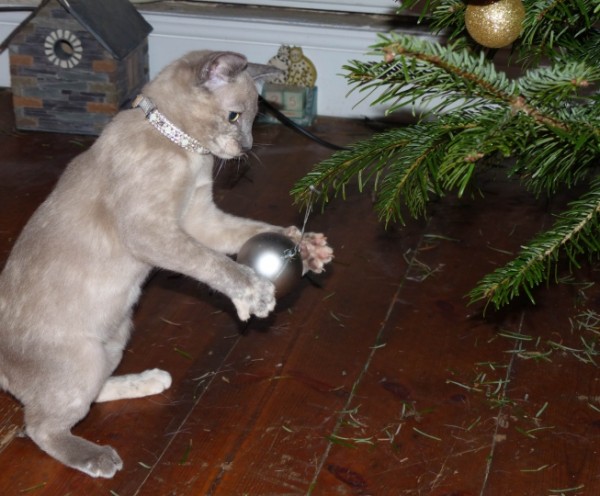 Gatto tonkinese gioca con albero di natale