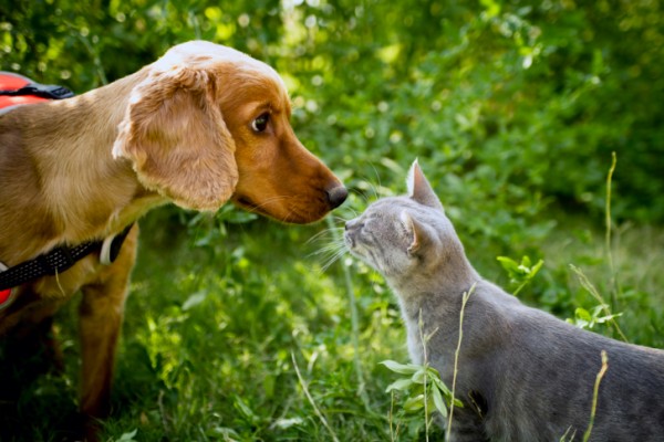 Golden cocker e gatto