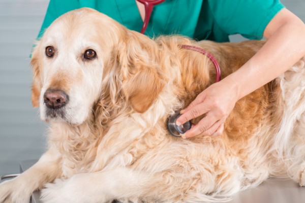 Golden in visita dal veterinario