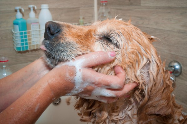 5 errori cane odia fare bagno