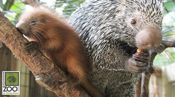 Il piccolo porcospino con la mamma