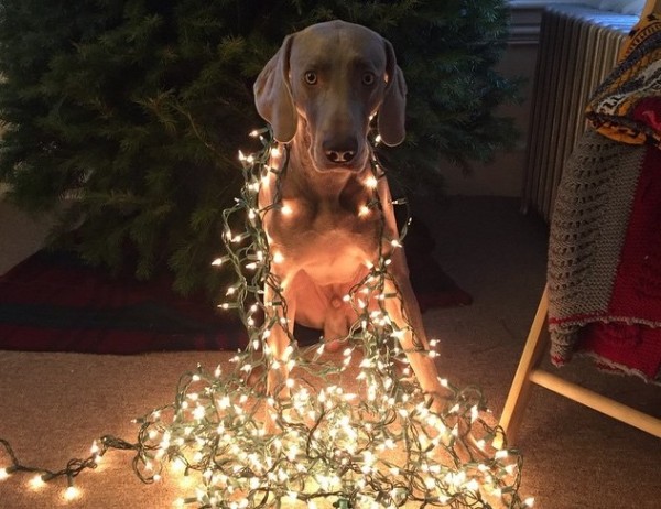 Foto Con Luci Di Natale Addosso.Weimaraner Con Luci Addosso Tutto Zampe 68579