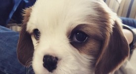 Dieci magnifici cuccioli cane