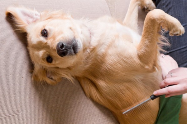 Proprietario spazzola il cane