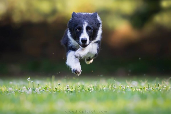 Puppy's eyes focused like an adult