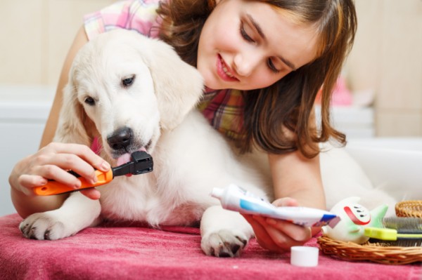 Ragazza impegnata pulire denti proprio cane