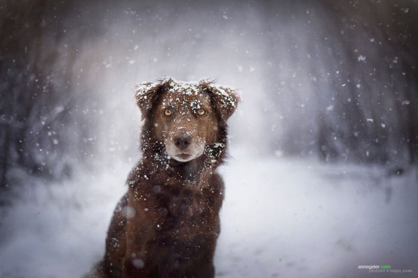 Ritratto nella neve