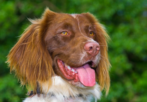 Springer spaniel