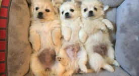 Dieci magnifici cuccioli cane