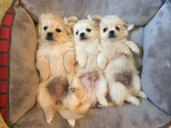 Tre cuccioli