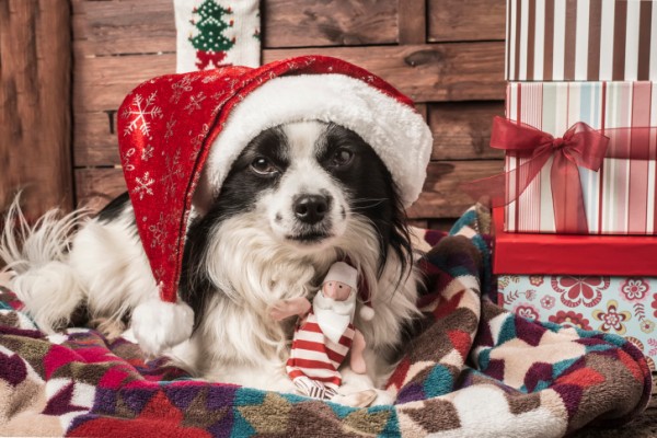 cane babbo natale