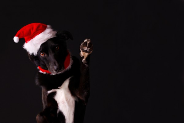 cane babbo natale saluta con la zampa