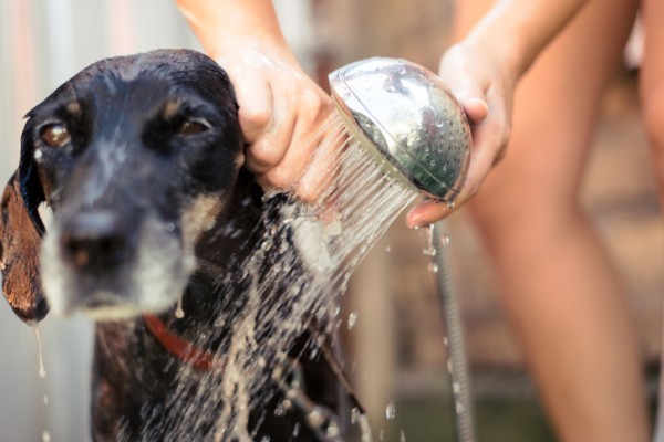 lavare il cane