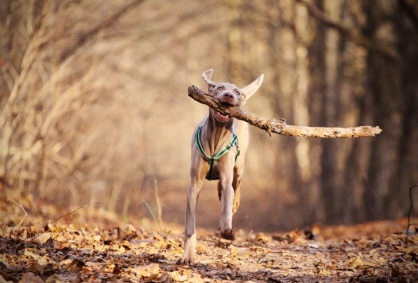 5 modi per rinnovare passeggiata con il cane