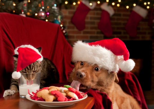 cane e gatto al cenone di Natale
