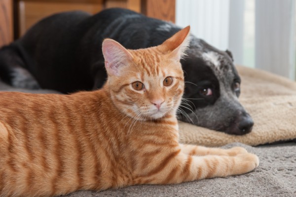 cane e gatto attenti osservatori