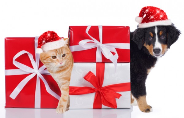cane e gatto con regali di natale