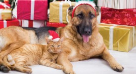 Cani e gatti feste natale felici e sicure
