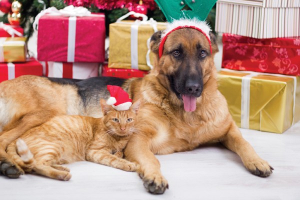 cane e gatto natalizi