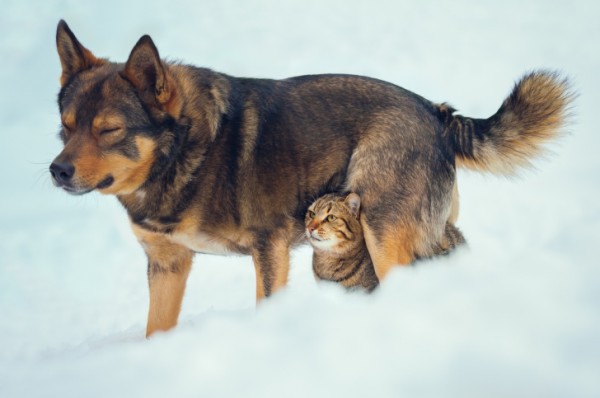 cane e gatto nella neve