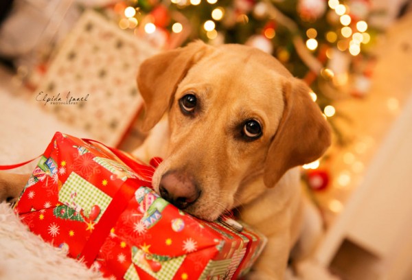 cane e regalo