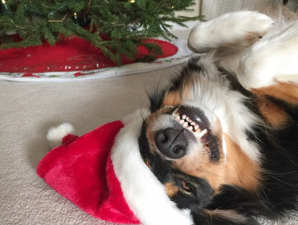 cane felice sotto l'albero