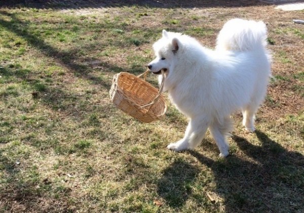 cane porta cestino