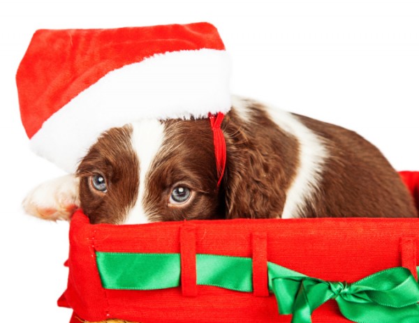 cane vestito da babbo natale in scatola dei doni