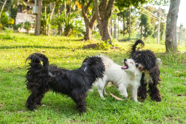 5 modi per rinnovare passeggiata con il cane