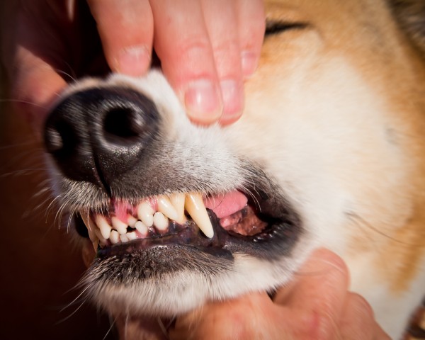 perdita denti cane cause