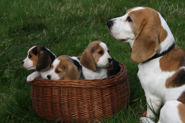 cuccioli di beagle con la mamma