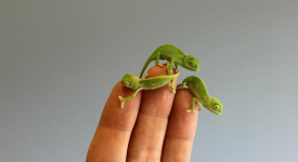 15 cuccioli indimenticabili 2015