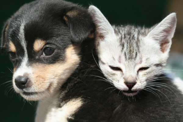 cuccioli di cane e gatto