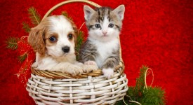animali, natale