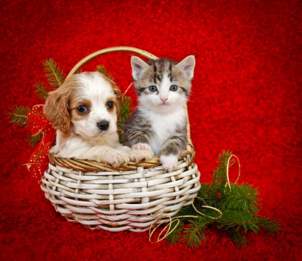 Animali A Natale No Agli Acquisti Si Alle Adozioni Consapevoli