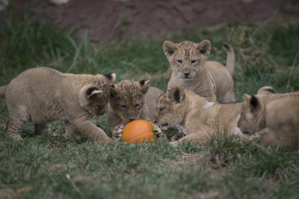 cuccioli di leone