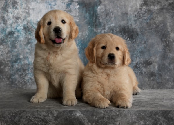 cuccioli golden retriver