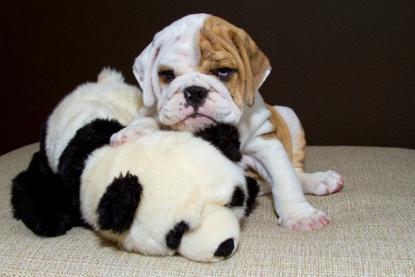 cucciolo bulldog