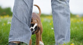 cane aggressivo irrequieto