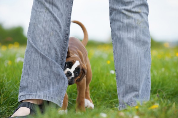 cane aggressivo irrequieto