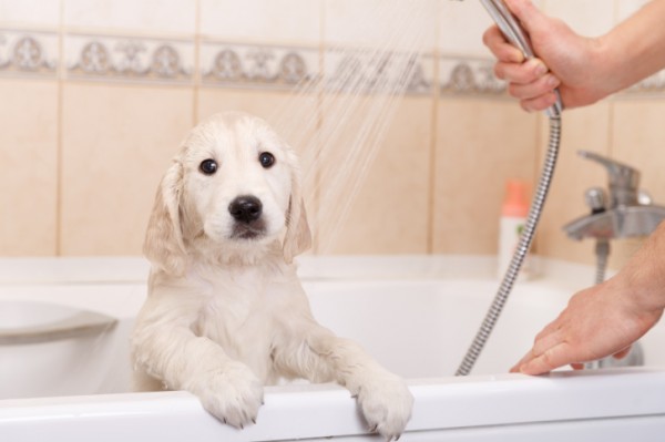 cucciolo di golden retriever al lavaggio