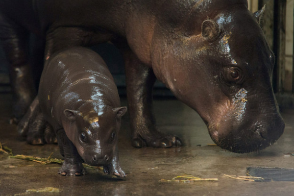 cucciolo di ippopotamo